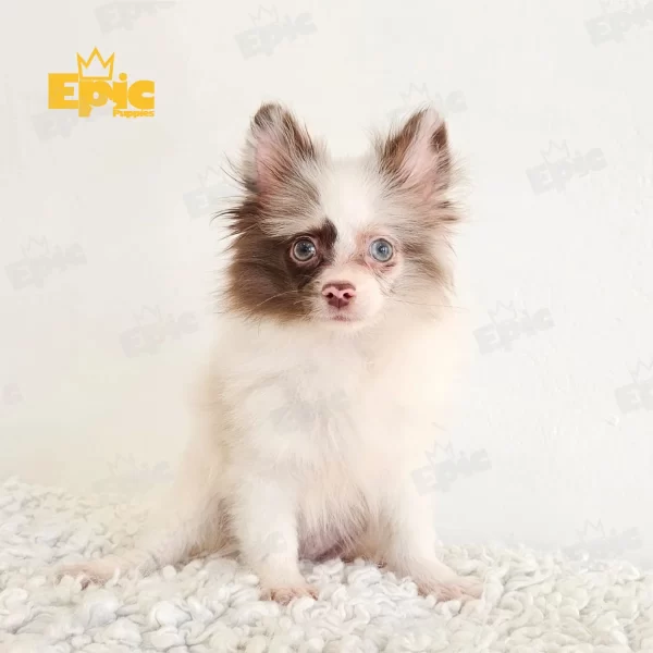 Pomeranian Chocolate Merle Male - Image 2