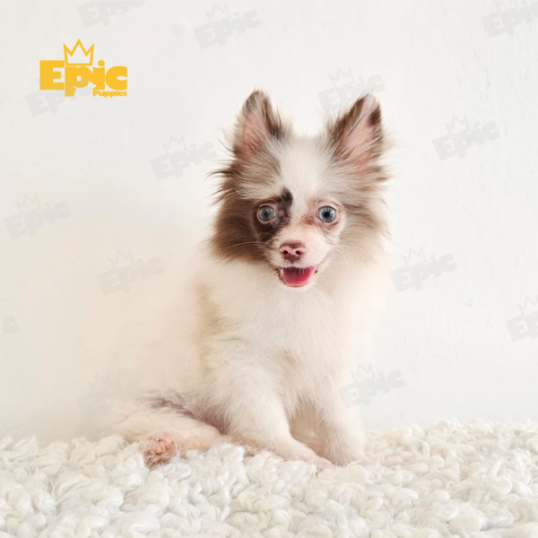 Pomeranian Chocolate Merle Male