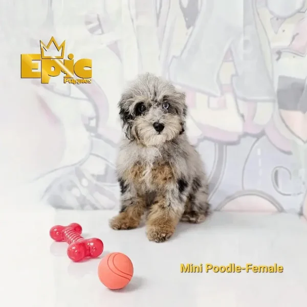 Mini Poodle Blue Merle female - Image 2