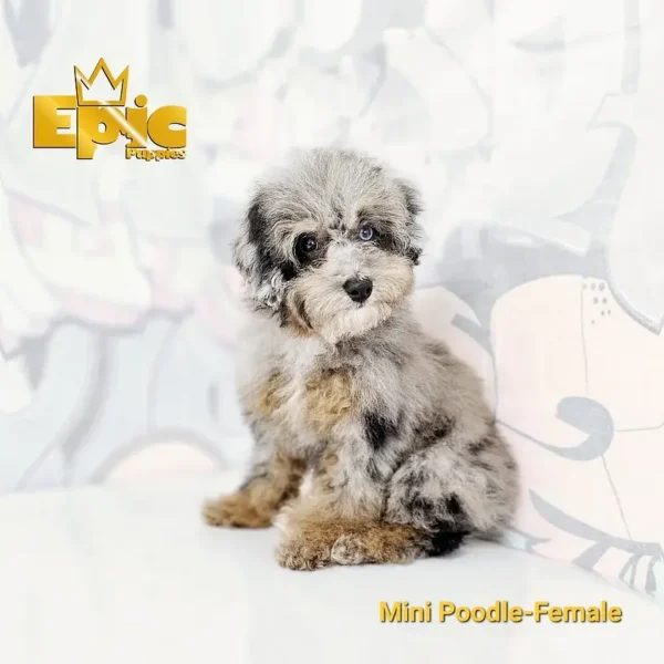 Mini Poodle Blue Merle female