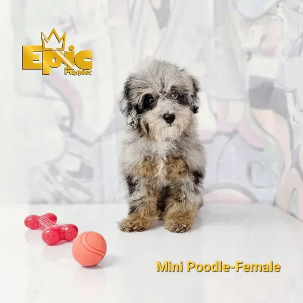 Mini Poodle Blue Merle female - Image 3