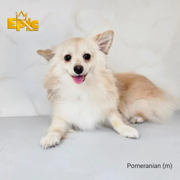 Pomeranian Merle male