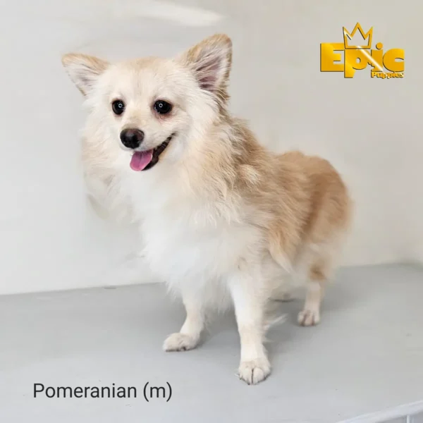 Pomeranian Merle male - Image 2