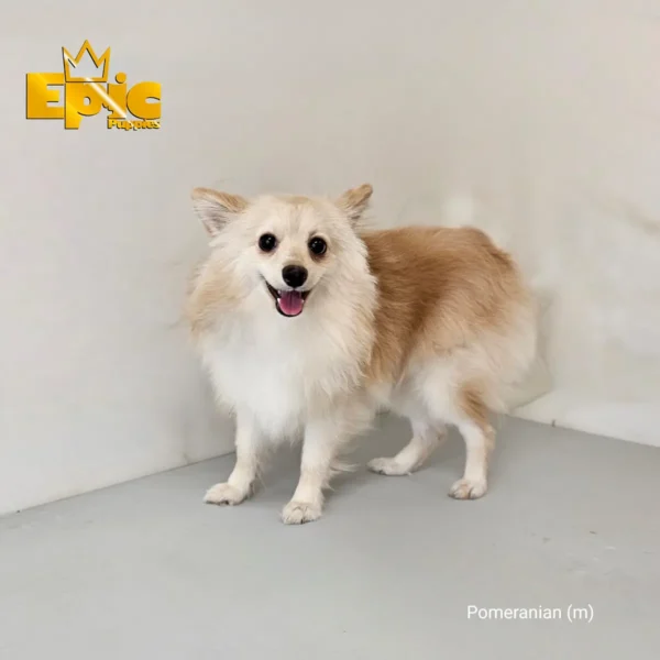 Pomeranian Merle male - Image 3
