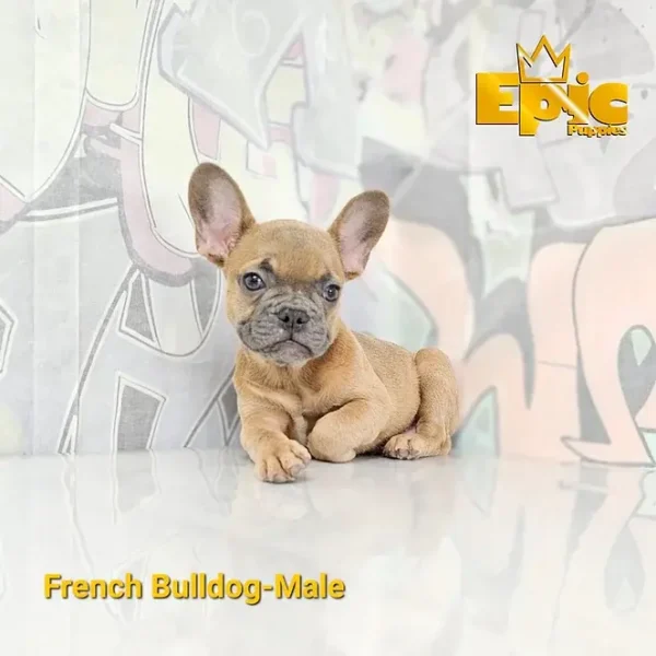 French Bulldog Fawn male