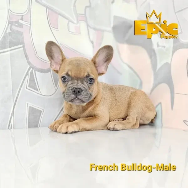 French Bulldog Fawn male - Image 2