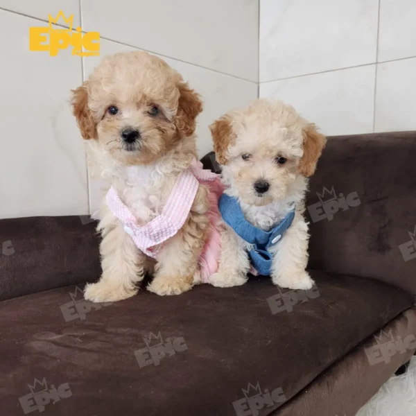 Toy Poodle Cream female - Image 4