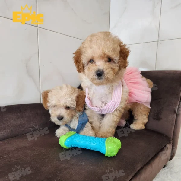 Toy Poodle Cream female - Image 3