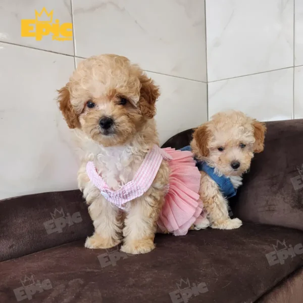 Toy Poodle Cream female