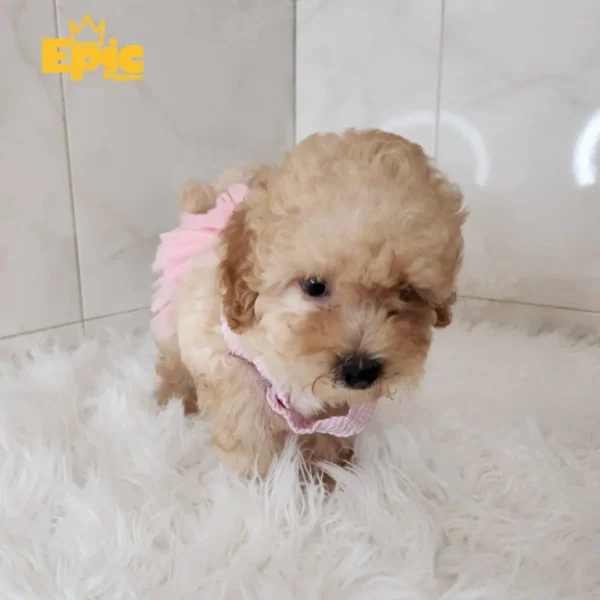 Toy Poodle Cream female - Image 2
