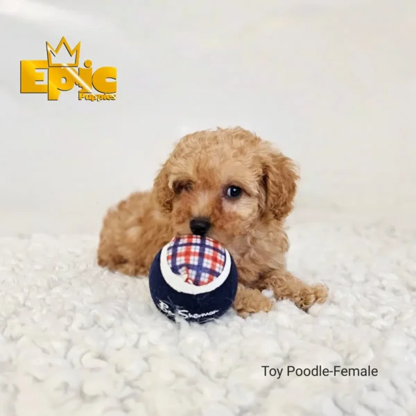 Toy Poodle Cream female - Image 8
