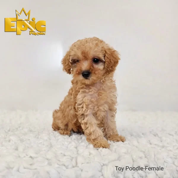 Toy Poodle Cream female - Image 7