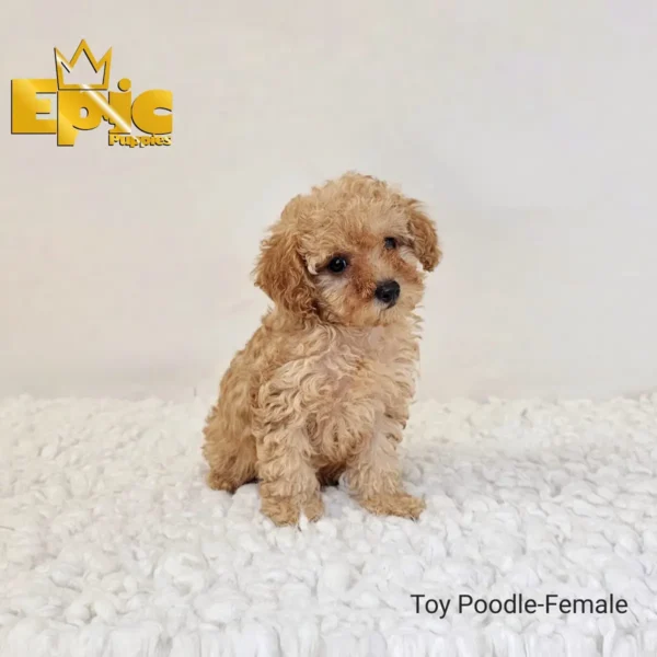 Toy Poodle Cream female - Image 6