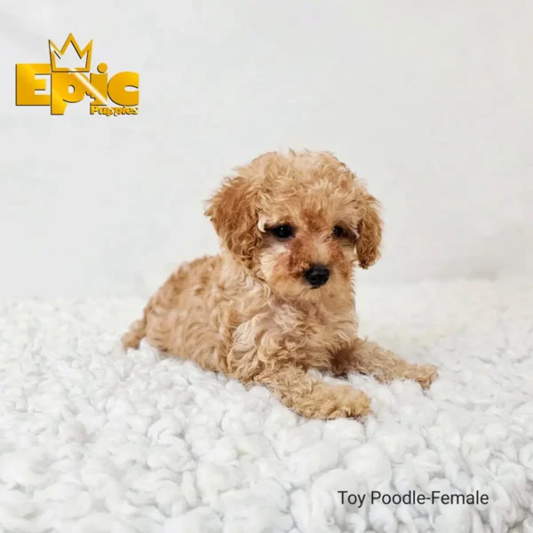 Toy Poodle Cream female - Image 5