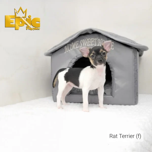 Rat Terrier Black female - Image 4