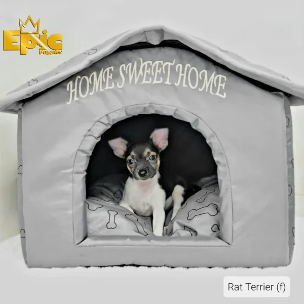 Rat Terrier Black female - Image 2