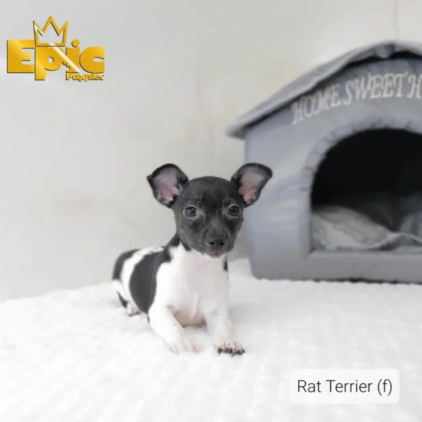 Rat Terrier Black female