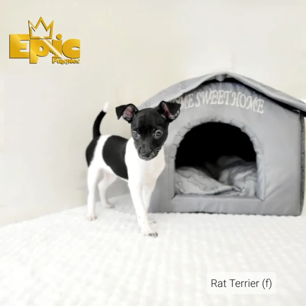 Rat Terrier Black female - Image 3
