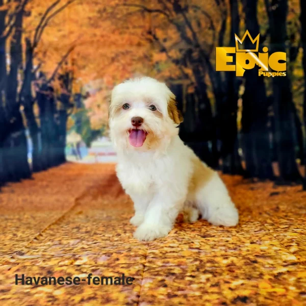 Havanese Cream sable and party female - Image 3