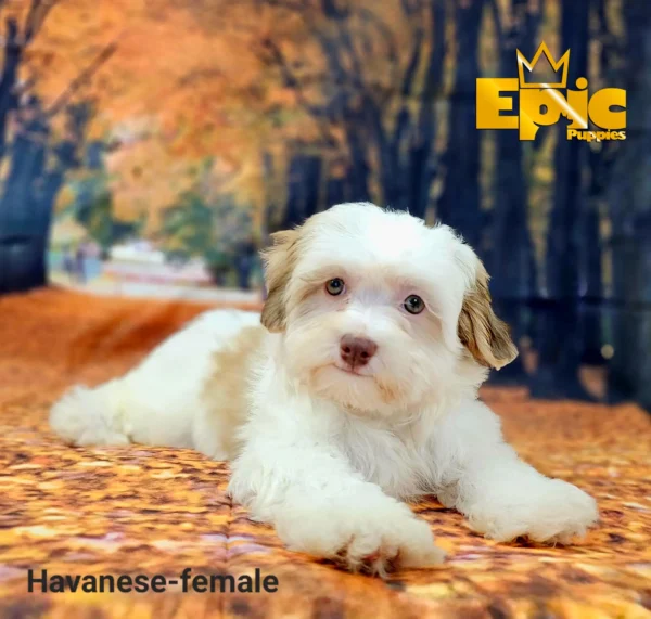 Havanese Cream sable and party female