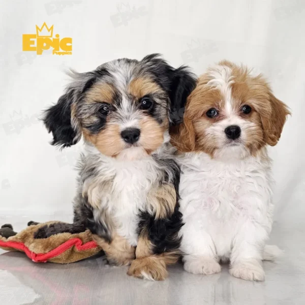 Cavapoo Blue Merle Female - Image 2