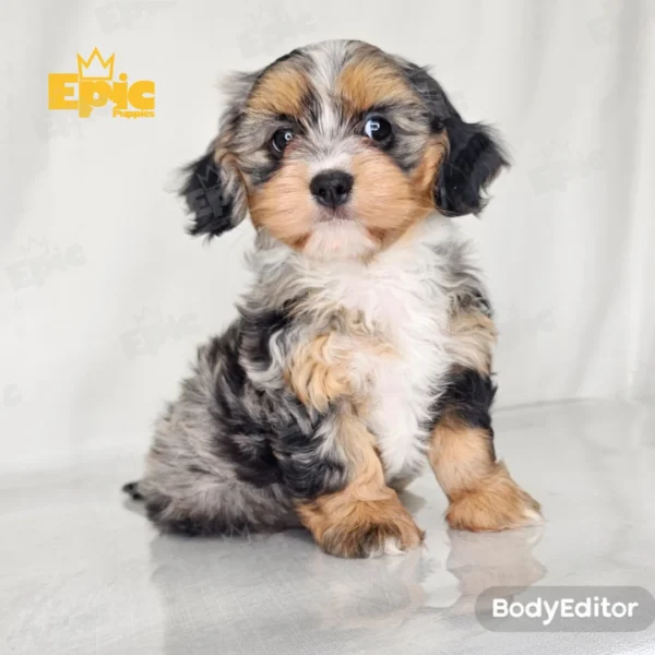 Cavapoo Blue Merle Female