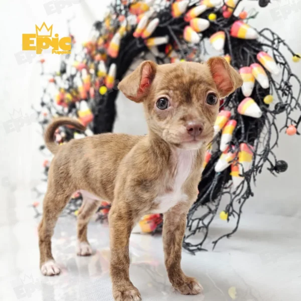 Chihuahua Brindle Female