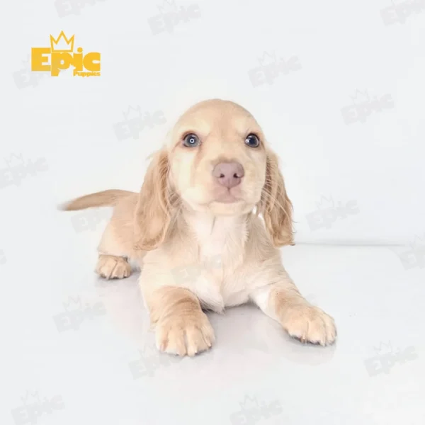 Dachshund Cream Female