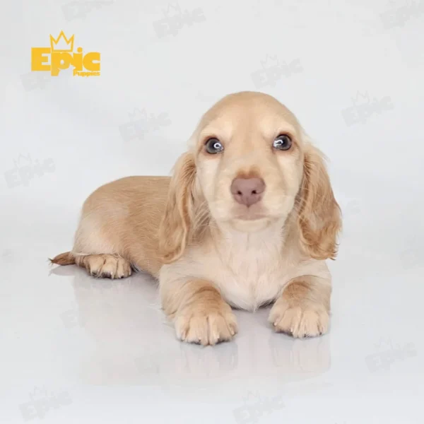 Dachshund Cream Female - Image 3