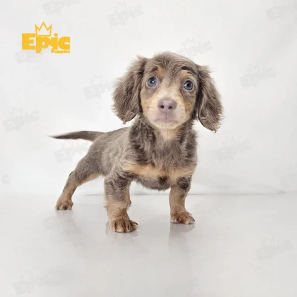 Dachshund Black & Tan Female