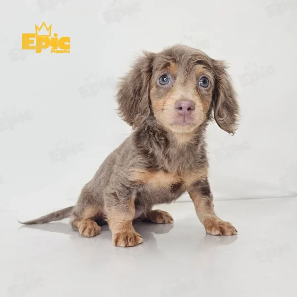 Dachshund Black & Tan Female - Image 2