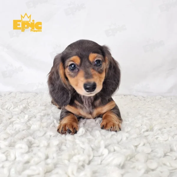 Dachshund Blue Dapple Tan Female