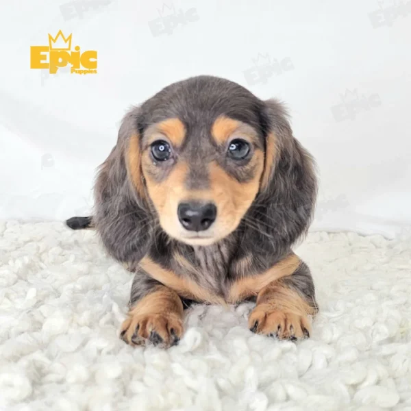 Dachshund Blue Dapple Tan Female - Image 2