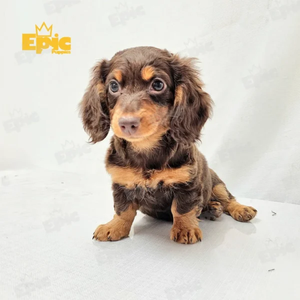 Dachshund Chocolate & Tan Female - Image 2