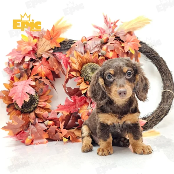 Dachshund Chocolate & Tan Female