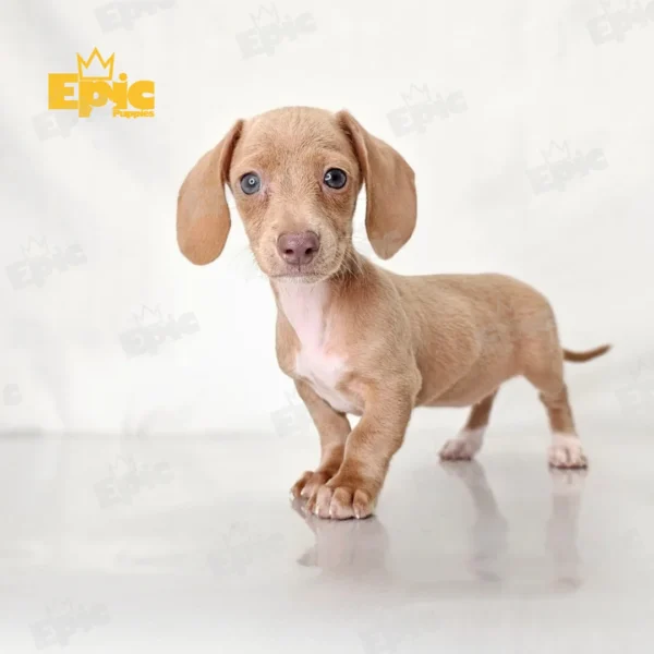 Dachshund Cream & White Female