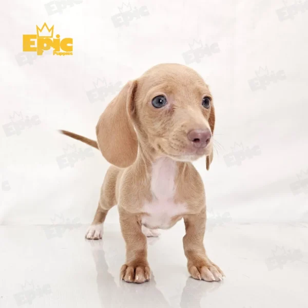 Dachshund Cream & White Female - Image 2