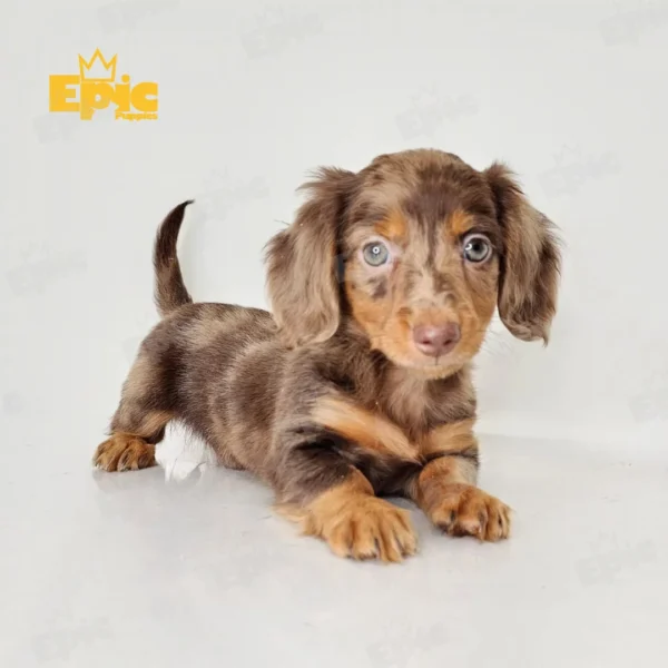 Dachshund Chocolate & tan Dapple Female