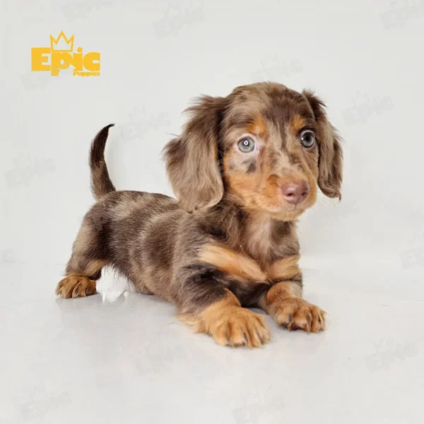 Dachshund Chocolate & tan Dapple Female - Image 3