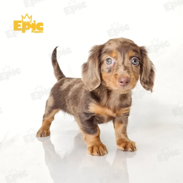 Dachshund Chocolate & tan Dapple Female - Image 2