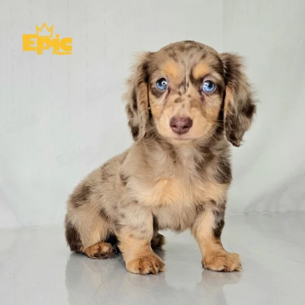 Dachshund Chocolate Dapple Female