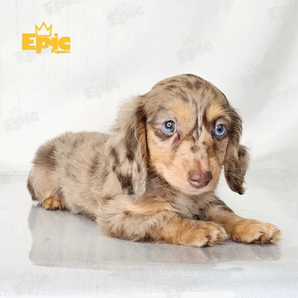 Dachshund Chocolate Dapple Female - Image 2