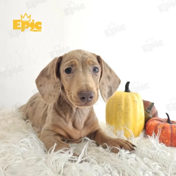 Dachshund Dapple Isabella Female