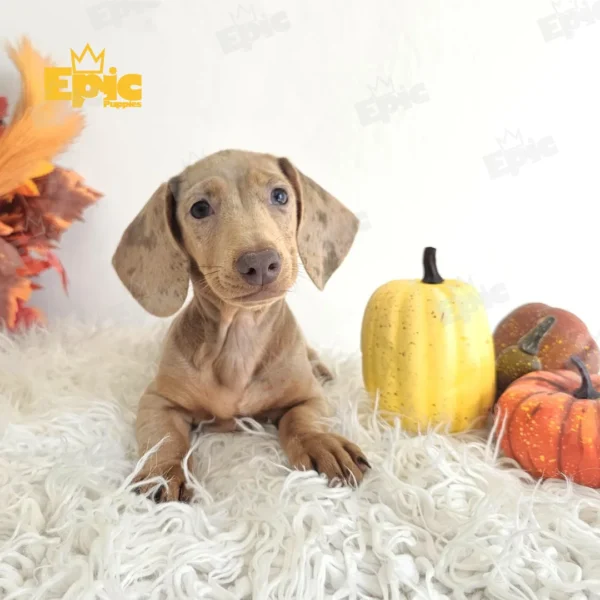 Dachshund Dapple Isabella Female - Image 2