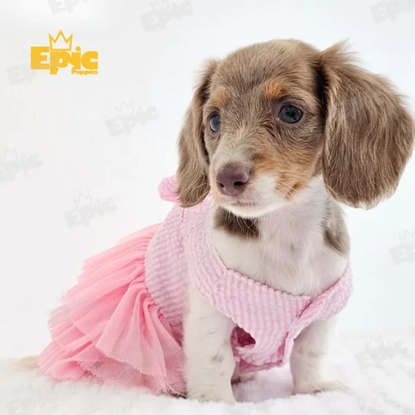 Dachshund Isabella Dapple Female - Image 2