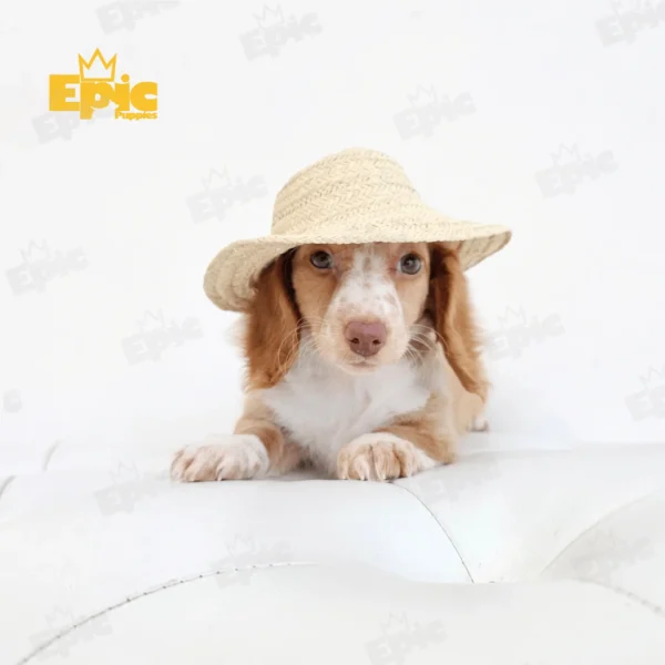 Dachshund Red & White Female - Image 4