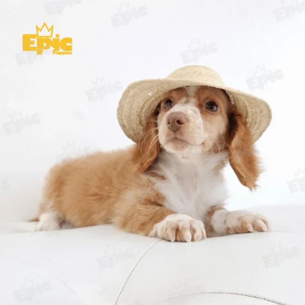 Dachshund Red & White Female