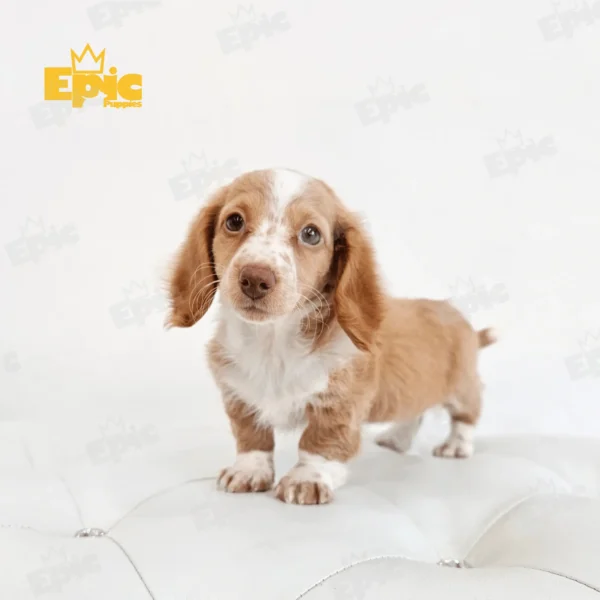 Dachshund Red & White Female - Image 2
