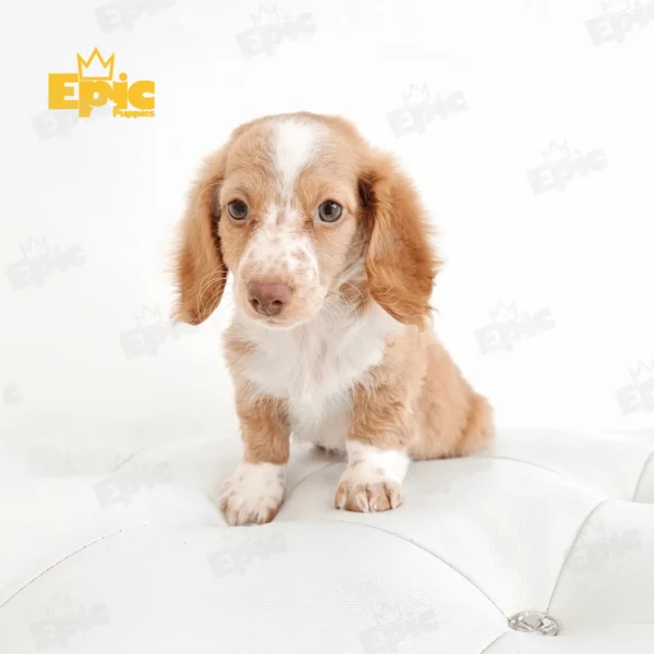 Dachshund Red & White Female - Image 3