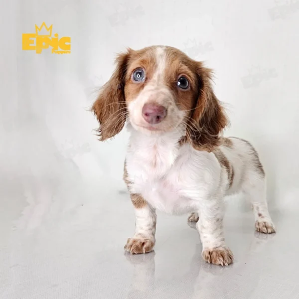 Dachshund Red White Piebald Female